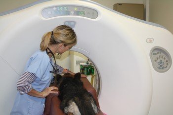 Tomographie vétérinaire - Tous les fabricants de matériel médical
